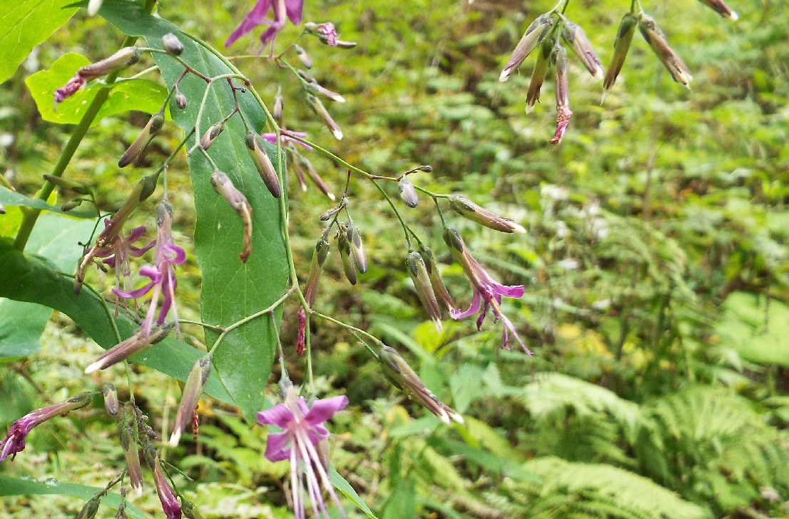 Prenanthes purpurea